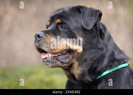 Abandoned Shelter Dogs Hoping to be Adopted Stock Photo