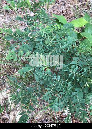 goat's rue (Tephrosia virginiana) Plantae Stock Photo - Alamy