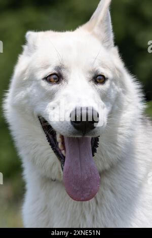 Abandoned Shelter Dogs Hoping to be Adopted Stock Photo - Alamy