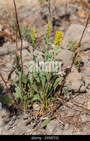 Solidago Simplex Var Simplex Sticky Goldenrod (Solidago simplex) Plantae Stock Photo - Alamy