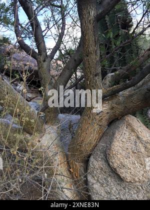 elephant tree (Bursera microphylla) Plantae Stock Photo - Alamy