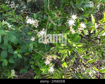 Feay's Palafox (Palafoxia feayi) Plantae Stock Photo