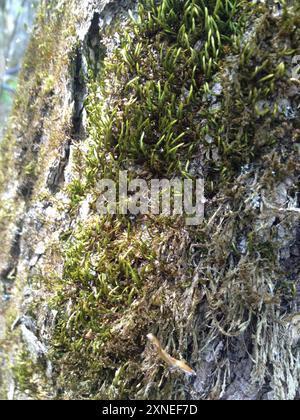 squirrel-tail moss (Leucodon sciuroides) Plantae Stock Photo