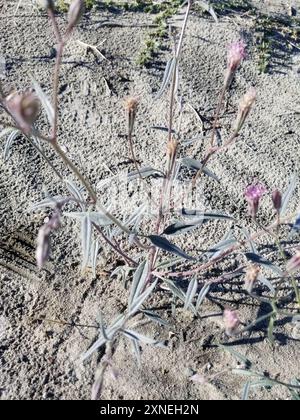 Spanish needle (Palafoxia arida) Plantae Stock Photo