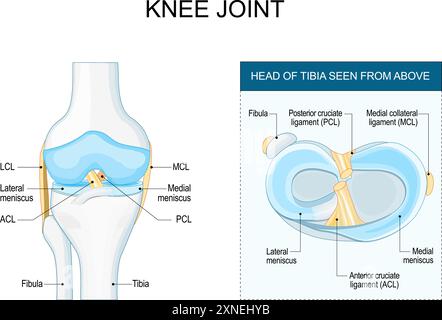 Knee joint anatomy. Meniscus and ligaments of human knee. Joint structure. Head of tibia seen from above. Front aspect of knee. Poster. Vector illustr Stock Vector