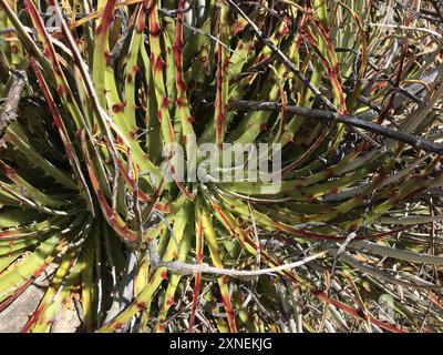 Texas False Agave (Hechtia texensis) Plantae Stock Photo