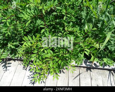 poison sumac (Toxicodendron vernix) Plantae Stock Photo