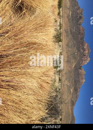 tanglehead (Heteropogon contortus) Plantae Stock Photo - Alamy