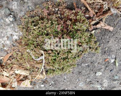 four-leaved allseed (Polycarpon tetraphyllum tetraphyllum) Plantae Stock Photo