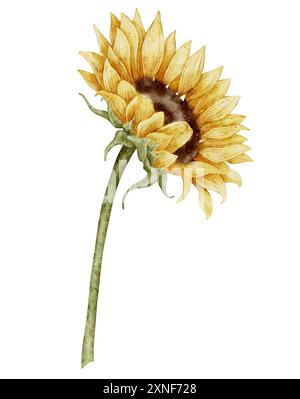 Watercolor Sunflower Illustration with Detailed Petals and Green Stem ...