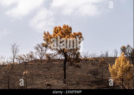 Burned trees after a fire in the Sierra de Huétor natural park (Granada, Spain) in July-2024 Stock Photo