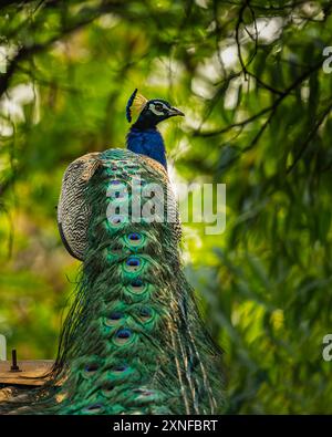 A Peacock in its full glory Stock Photo