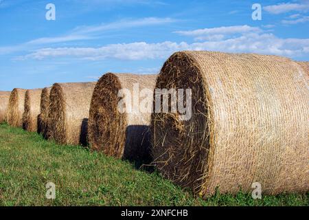 Close up of a row of round hay bales wrapped in poly-netting in a hay field with a blue sky background. Stock Photo