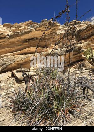 Texas False Agave (Hechtia texensis) Plantae Stock Photo