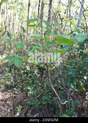 poison sumac (Toxicodendron vernix) Plantae Stock Photo