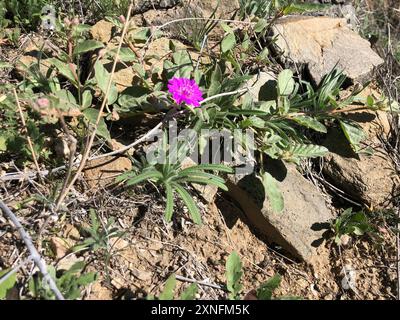 Trailing Windmills (Allionia incarnata) Plantae Stock Photo