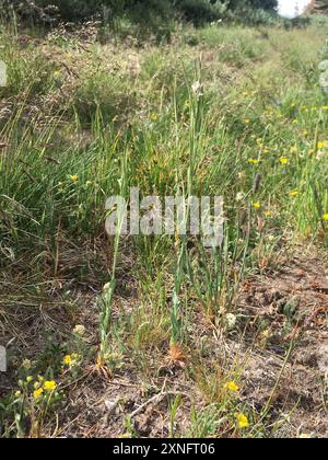drummond's rockcress (Boechera stricta) Plantae Stock Photo - Alamy