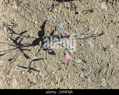 Spanish needle (Palafoxia arida) Plantae Stock Photo