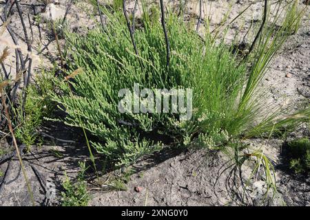 Cone Stompie (Brunia noduliflora) Plantae Stock Photo