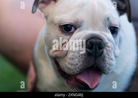 Young English bulldog puppy up close and personal for a fun in the moment portrait Stock Photo