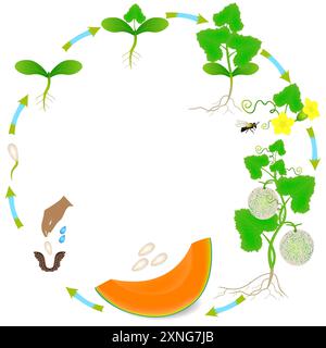 Life cycle of a cantaloupe melon plant on a white background. Stock Vector