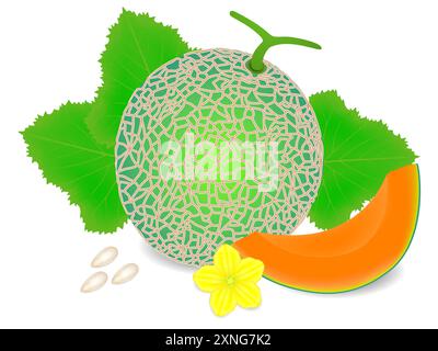 Cantaloupe melon with a slice, leaves and a yellow flower, seeds on a white background. Stock Vector