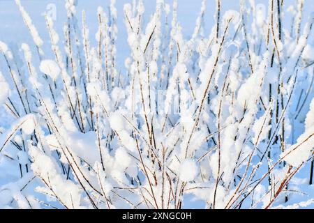 Frosted shrub branches in winter forest thickets. Stock Photo