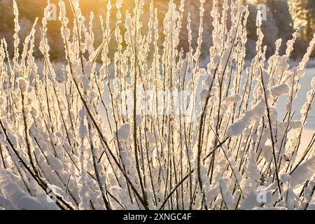 Shrub twigs with snow stuck on them in backlight on winter day against forest background. Stock Photo