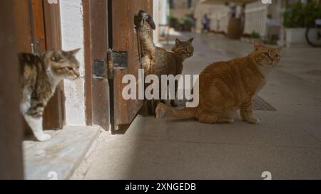 Three cats, orange and tabby, exploring and relaxing outside a wooden door in a quaint european street market. Stock Photo