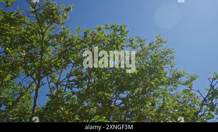 Lush carob tree branches stretch towards a clear blue sky in puglia, italy with verdant green leaves glistening in the sunlight, creating a serene out Stock Photo