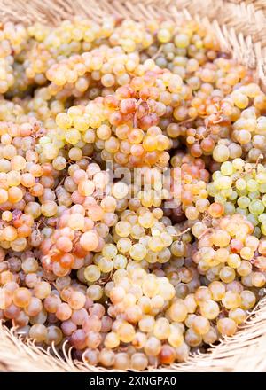 basket of grapes of different color and textures isolated Stock Photo ...
