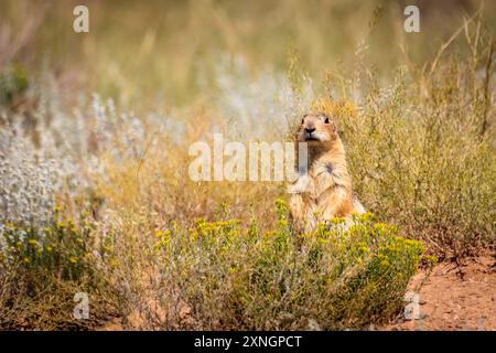 Gunnison's Prairie Dogs (Cynomys gunnisoni) in a field near Creede, CO, USA Stock Photo