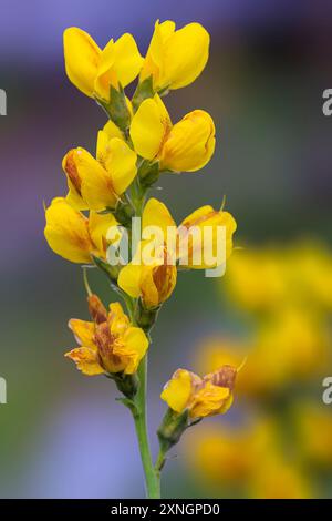 Golden Banner (Thermopsis montana) near Creede, CO, USA. Also known as Stock Photo