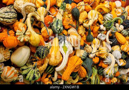 Variety of colorful gourds on display in a farmer's market Stock Photo