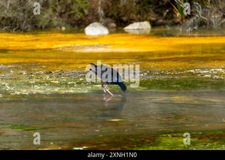 Australasian Swamphen in Geothermal Pool - New Zealand Stock Photo