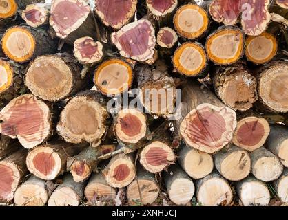A stack of cut logs,  with ends all aligned, showing red and yellow within the logs, and lots of wood texture, filling the frame, and close up. Stock Photo