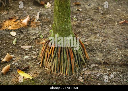 Areca palm or Betel nut tree roots close view (Areca catechu) Stock Photo