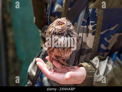 Person holding The collared scops owl (Otus lettia) bird on arm as a caring of a World Animal Day Stock Photo