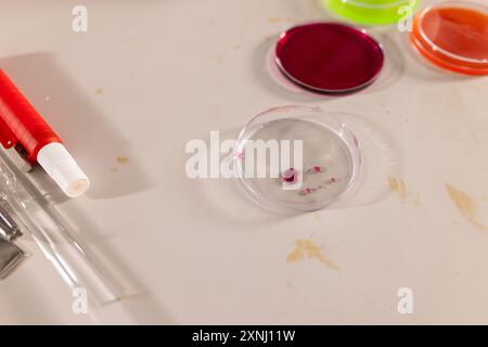 Conducting science experiment, student using petri dish and pipette in high school lab Stock Photo