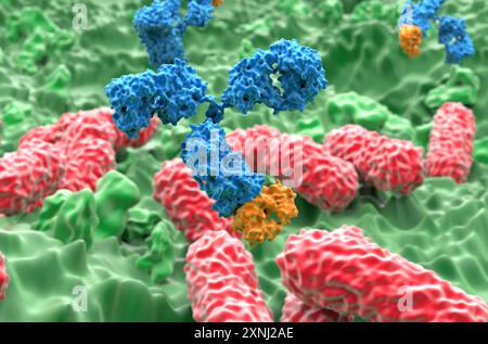 Monoclonal antibody therapy in Pseudomonas aeruginosa - closeup view 3d illustration Stock Photo