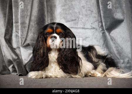 Cavalier king charles spaniel dog is lying on the carpet in front of a gray background Stock Photo
