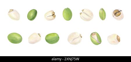 Sacred Lotus or Water Lily Seeds. Peeled and unpeeled nuts. Set of fresh green olives. Watercolor illustration of fresh vegetable, seed. Stock Photo