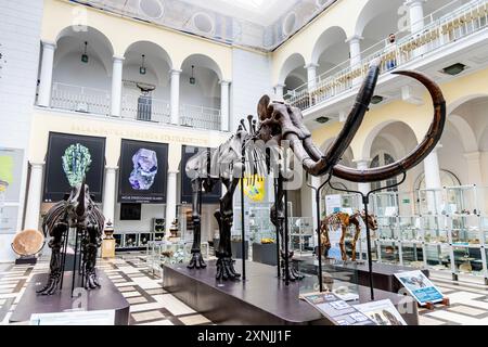 Skeletons of extinct speciens of Woolly Rhinoceros and Wolly Mammoth, Geological Museum, Warsaw, Poland Stock Photo