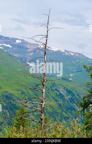 pine tree in the mountains Stock Photo