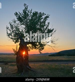 Field Field path with single tree and sunset Stock Photo - Alamy