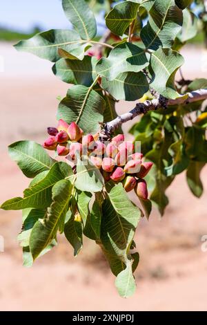 Close-up of pistachio nuts growing on a tree, McGinn's PistachioLand, Alamogordo, New Mexico, USA Stock Photo