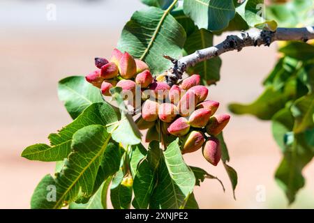 Close-up of pistachio nuts growing on a tree, McGinn's PistachioLand, Alamogordo, New Mexico, USA Stock Photo