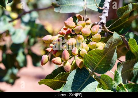 Close-up of pistachio nuts growing on a tree, McGinn's PistachioLand, Alamogordo, New Mexico, USA Stock Photo