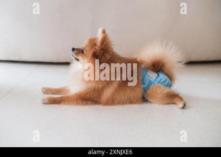 A female Pomeranian Spitz lies on floor wearing a dog diaper. Hygiene for dogs Stock Photo Alamy