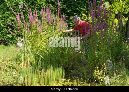 elderly retired man finding interest in his garden wildlife pond examining pond life, relaxing and happy Stock Photo